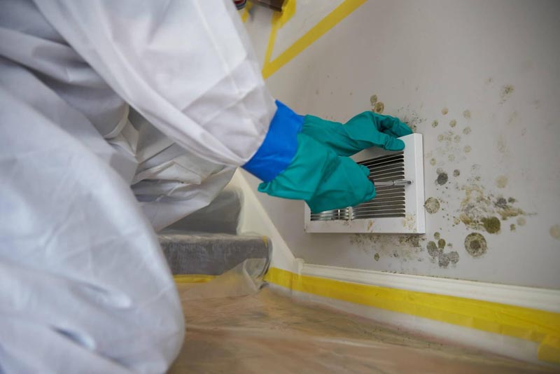 The Best Mold Remediation Contractors in the US